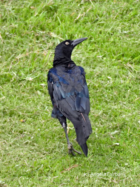 grackle on grass