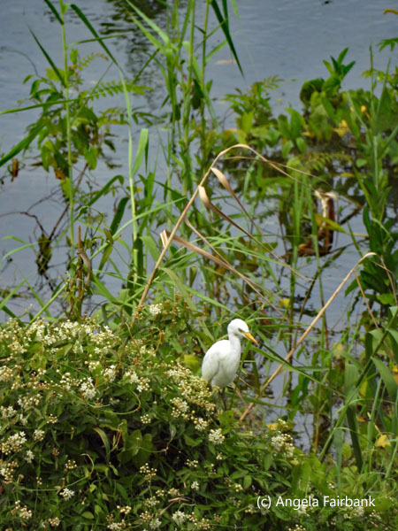 western cattle egret