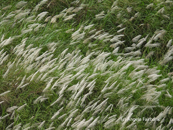 waving grasses