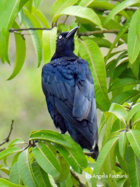 grackle in tree
