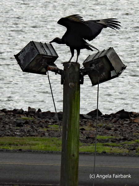 black vulture on post with wings raised