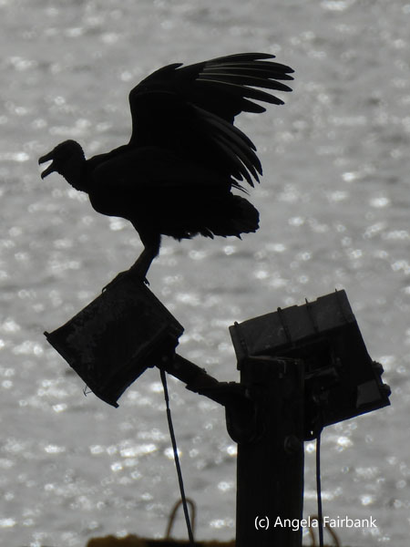 silhouette of black vulture with wings up