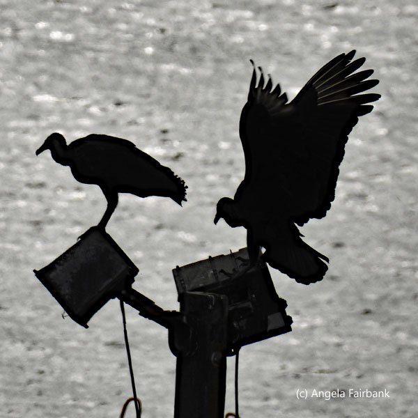 silhouette of 2 black vultures one with wings up 1
