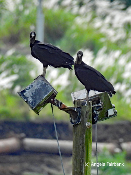 2 black vultures on lights staring at me