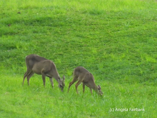2 white-tailed deer