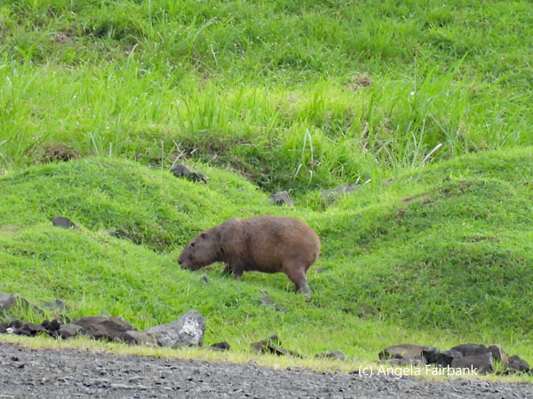 lesser capybara grazing 2