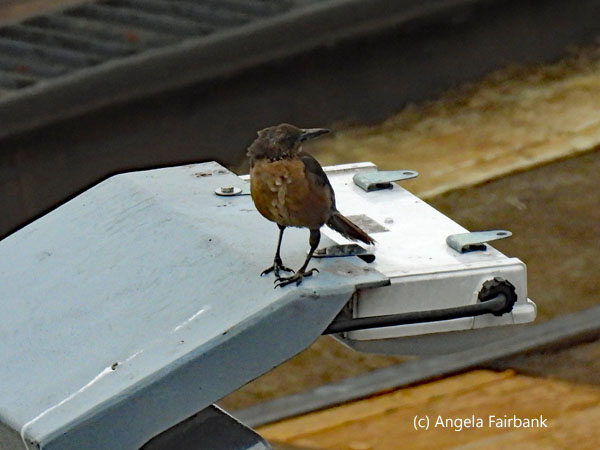 female long-tailed grackle 2