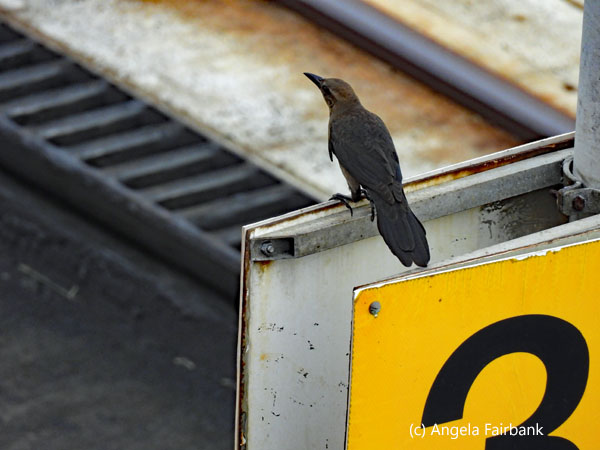 female long-tailed grackle 3