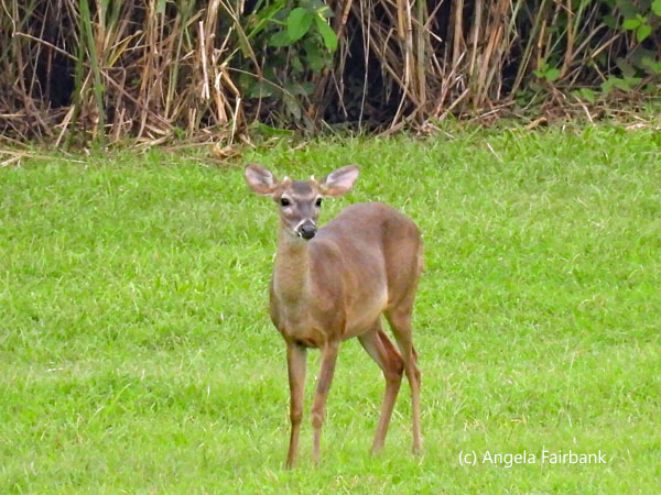 standing white-tailed deer doe