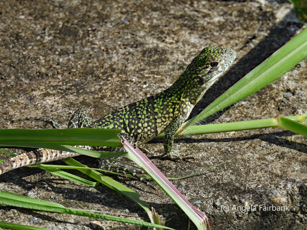green iguana 3
