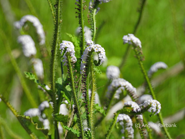 white flowers