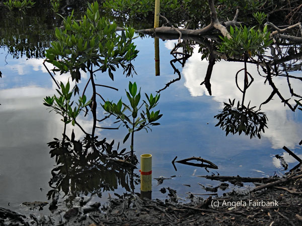 sky reflected in mangrove 2