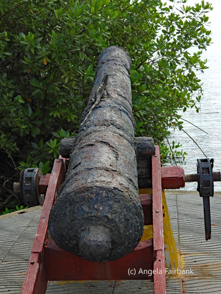 cannon with black spiny-tailed iguana
