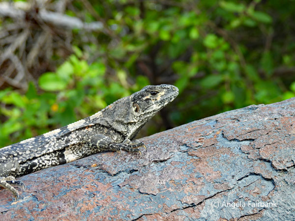 black spiny-tailed iguana on cannon 5