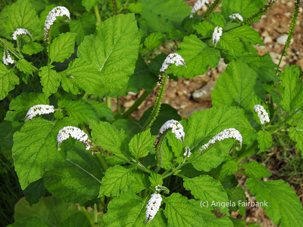 white flowers