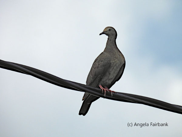 young pigeon 1