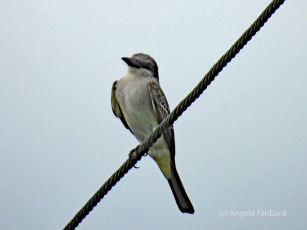 grey kingbird 1