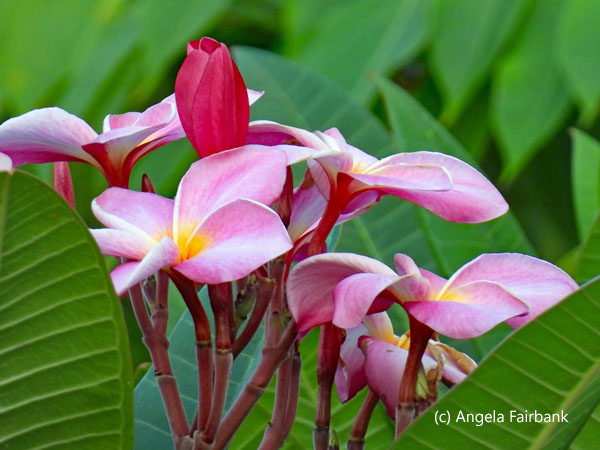 pink frangipani