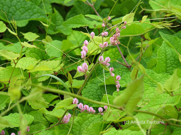 tiny pink flowers