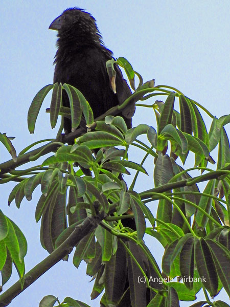 smooth-billed ami 2