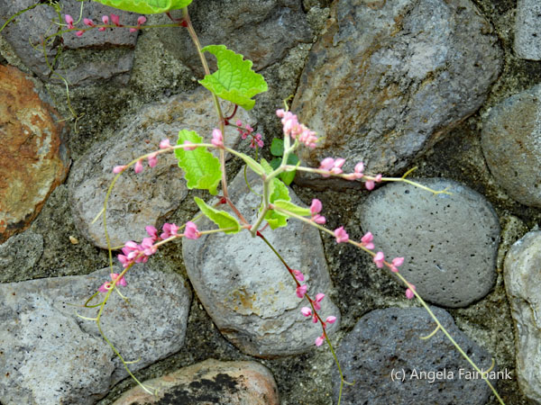 tiny pink flowers