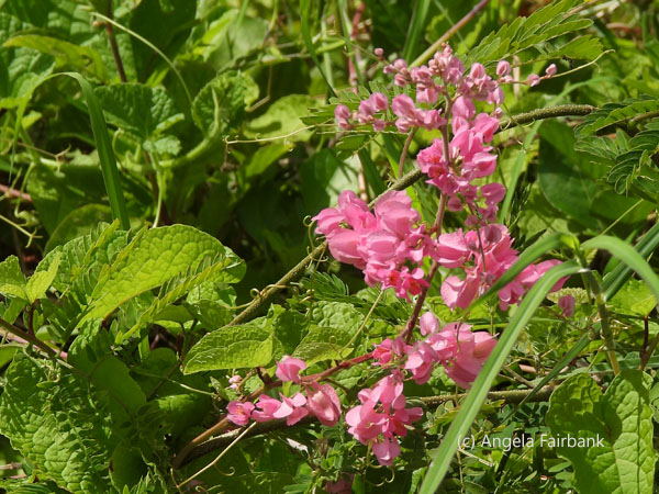 pink flowers