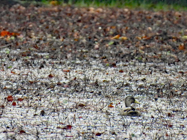 mallard duck in dry pond