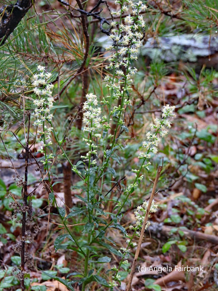 white flowers in woods