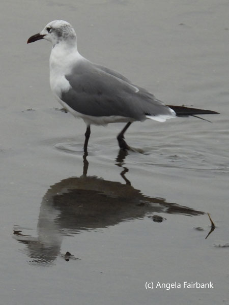 glaucous gull reflected in water