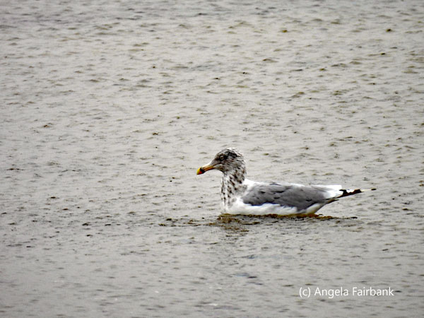 juvenile swimming seagull 3