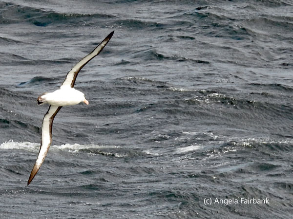black-browed albatross