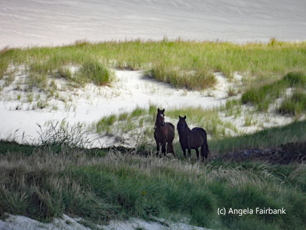 horses in the grass