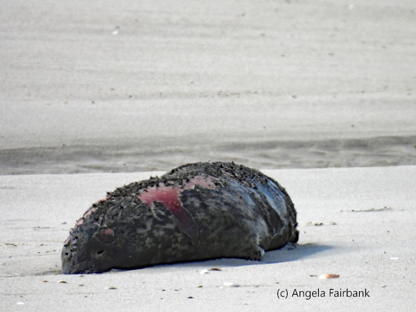 dead seal