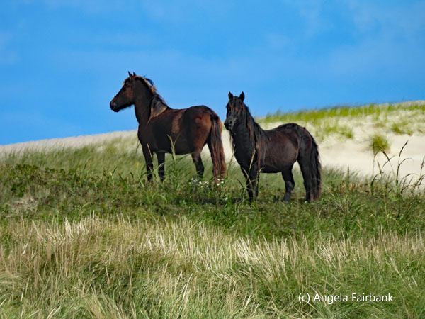 horses 3