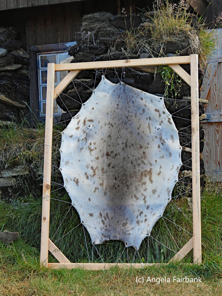 drying seal skin
