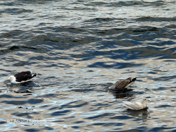 sea birds in water 2
