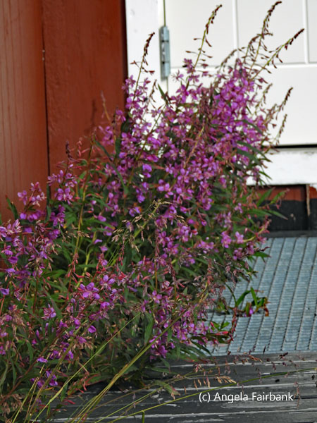purple flowers