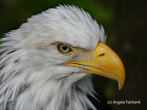 bald eagle 5