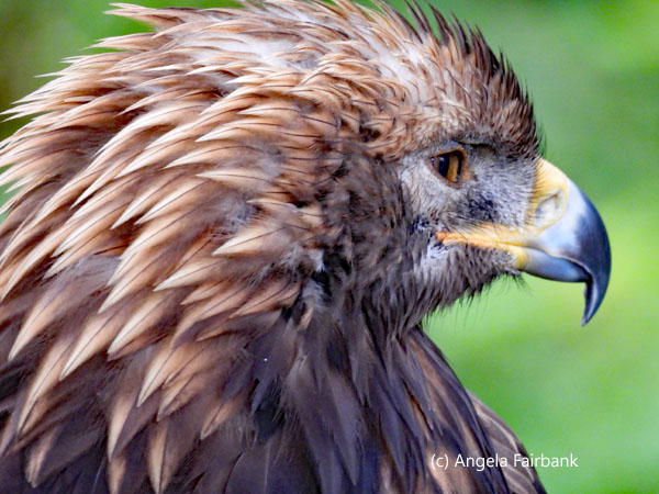 golden eagle 3