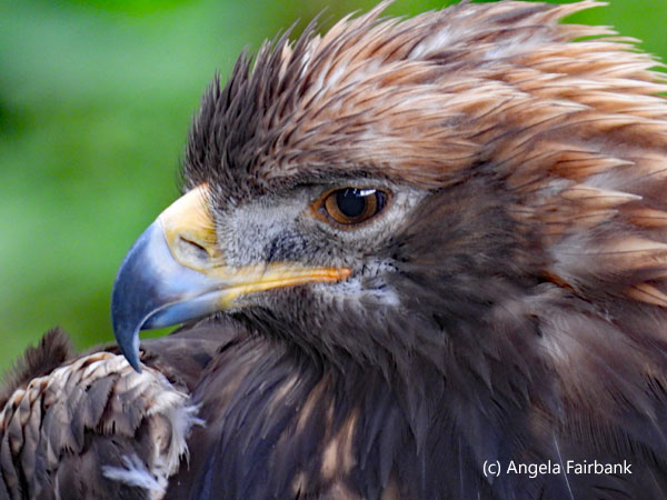 golden eagle 4