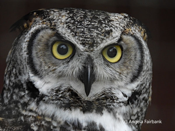 great horned owl 2