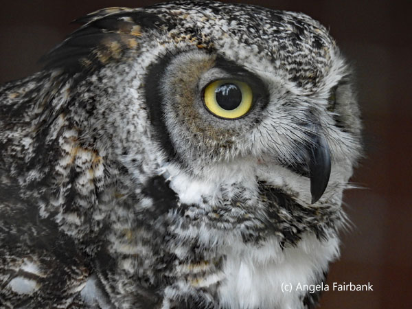 great horned owl 5