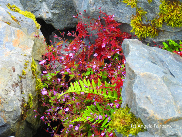 pink flowers in rock