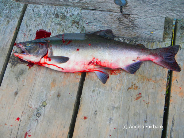 freshly caught pink salmon with hump