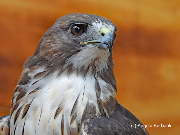 peregrine falcon 3