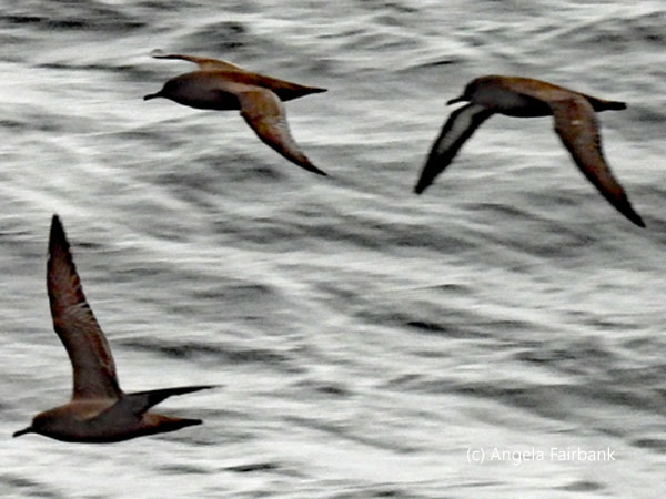 sooty shearwater 4