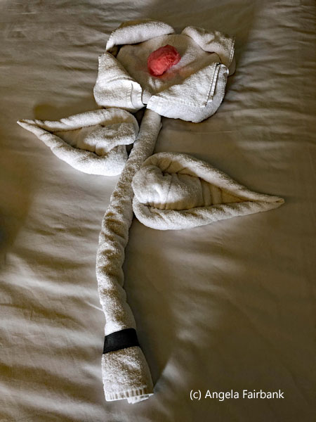 towel flower