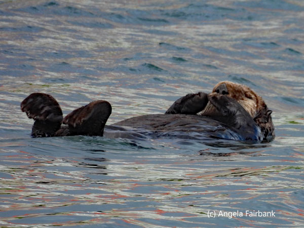 otter 3