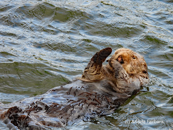 otter 4