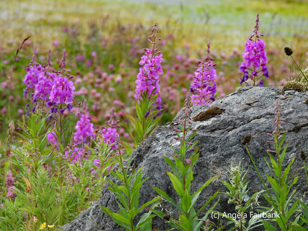 fireweed and stone